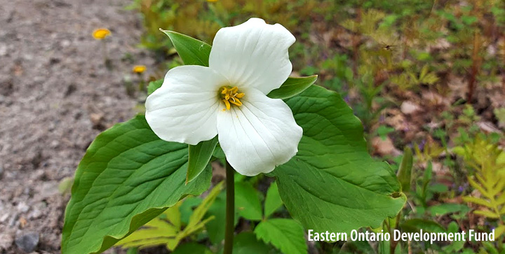 Eastern Ontario Development Fund